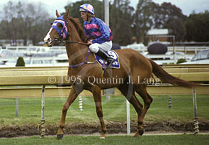 Doriemus (25278 bytes)