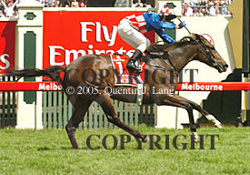 Makybe Diva (27778 bytes)