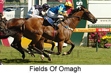 Fields of Omagh (16081 bytes)
