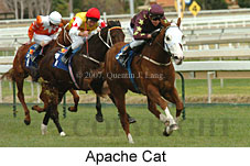Apache Cat (14772 bytes)
