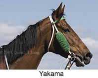 Yakama (8733 bytes)