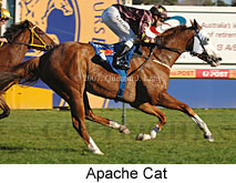Apache Cat (17571 bytes)