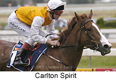 Carlton Spirit (13861 bytes)