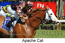 Apache Cat (18229 bytes)