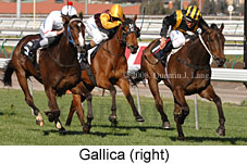 Gallica (17710 bytes)