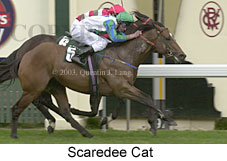 Scaredee Cat (12568 bytes)