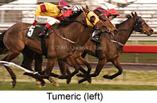 Tumeric (15711 bytes)