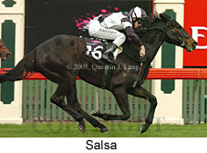 Salsa (14872 bytes)