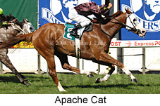 Apache Cat (16000 bytes)