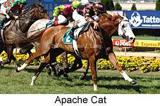 Apache Cat (16727 bytes)