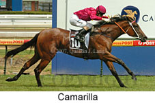 Camarilla (14872 bytes)