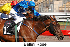 Bellini Rose (17710 bytes)