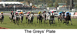 Greys Plate (18507 bytes)