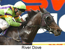 River Dove (17996 bytes)
