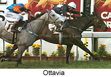 Ottavia (17537 bytes)